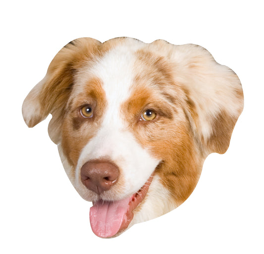 STEEL TAN AUSTRALIAN SHEPHERD MAGNET