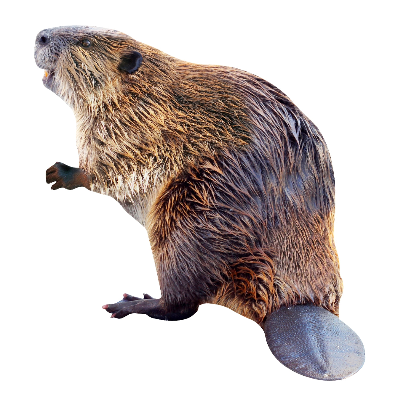 STEEL BEAVER MAGNET – LASER STEEL MAGNETS