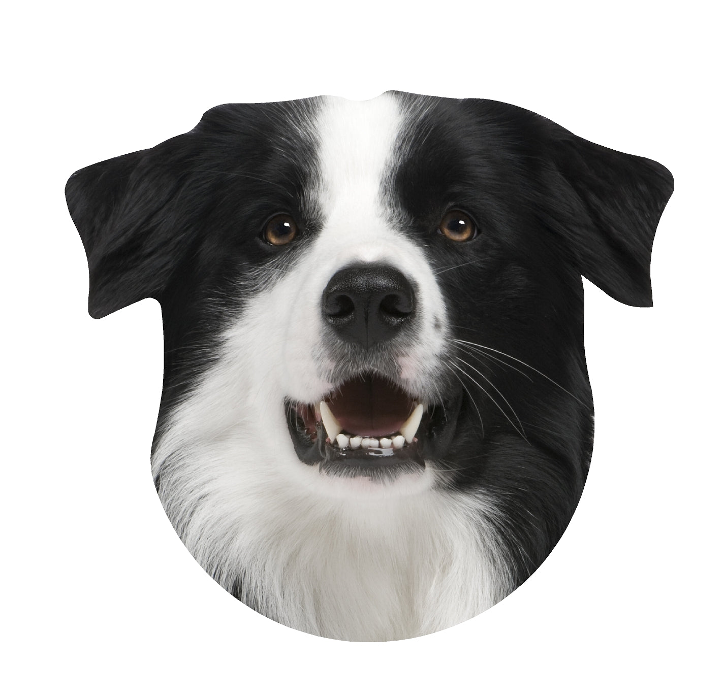 STEEL BLACK AND WHITE BORDER COLLIE MAGNET