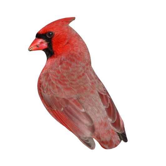 STEEL CARDINAL MAGNET