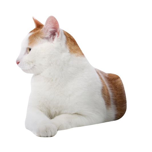 STEEL WHITE AND BROWN CAT