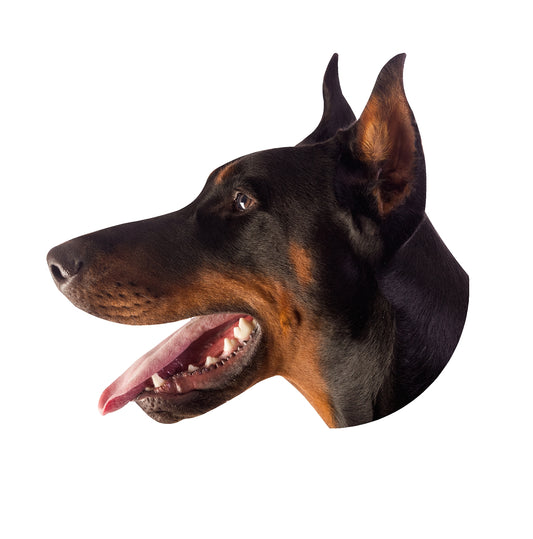 STEEL DOBERMAN MAGNET