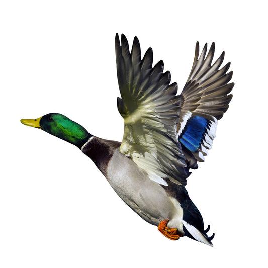 STEEL MALLARD FLYING MAGNET