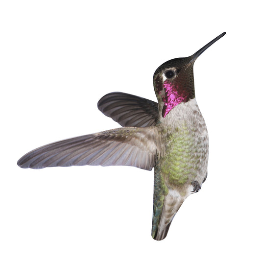 STEEL MALE HUMMINGBIRD MAGNET