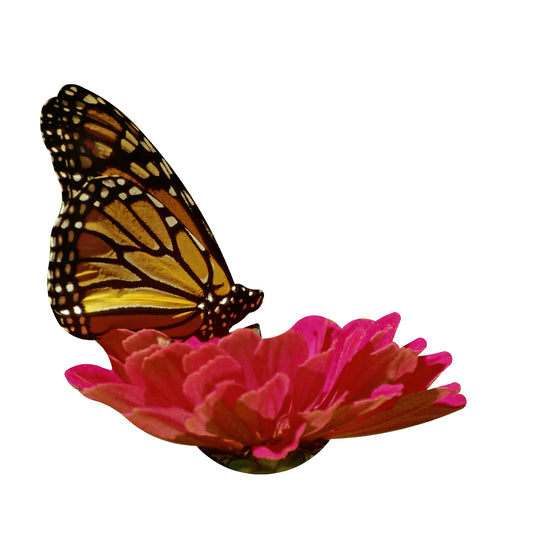 STEEL MONARCH BUTTERFLY ON FLOWER MAGNET