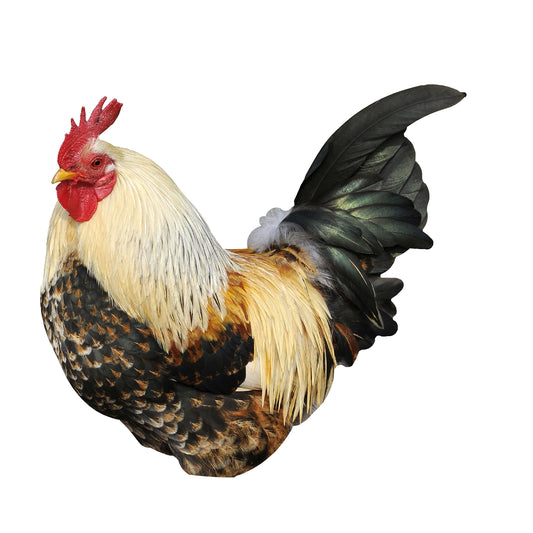 STEEL ROOSTER MAGNET