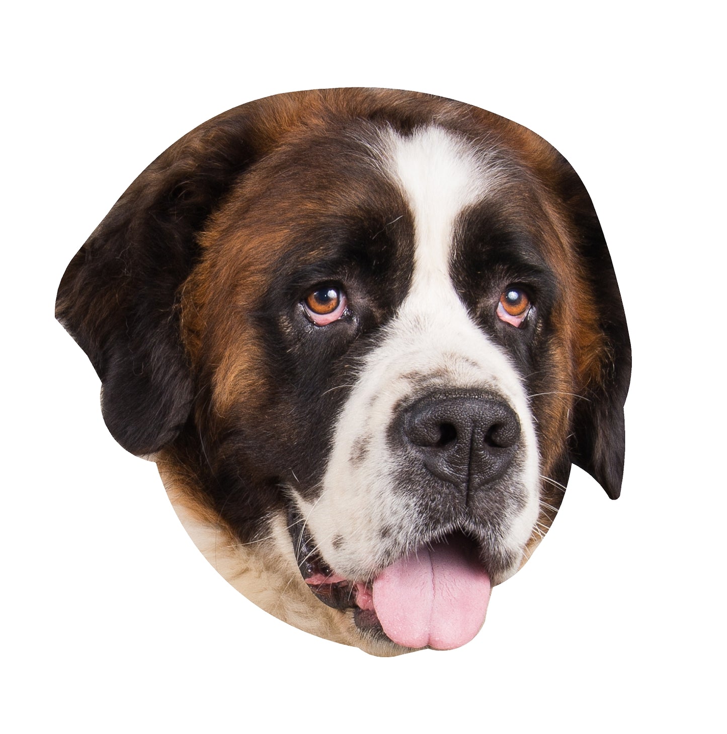 STEEL SAINT BERNARD MAGNET