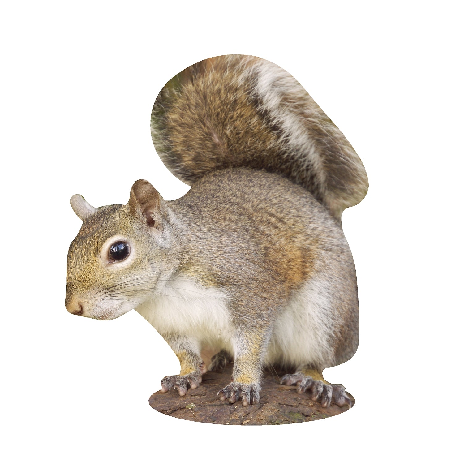 STEEL SQUIRREL MAGNET – LASER STEEL MAGNETS